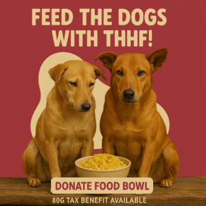 Bowl of Hope: Feed a Stray, Save a Life